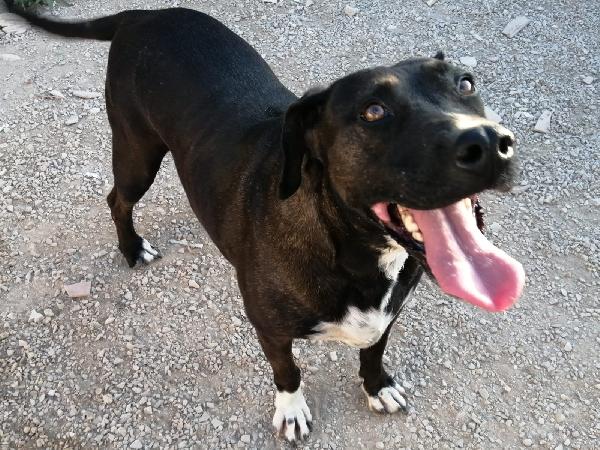 cagnolona nata intorno al 2018 Foto 2